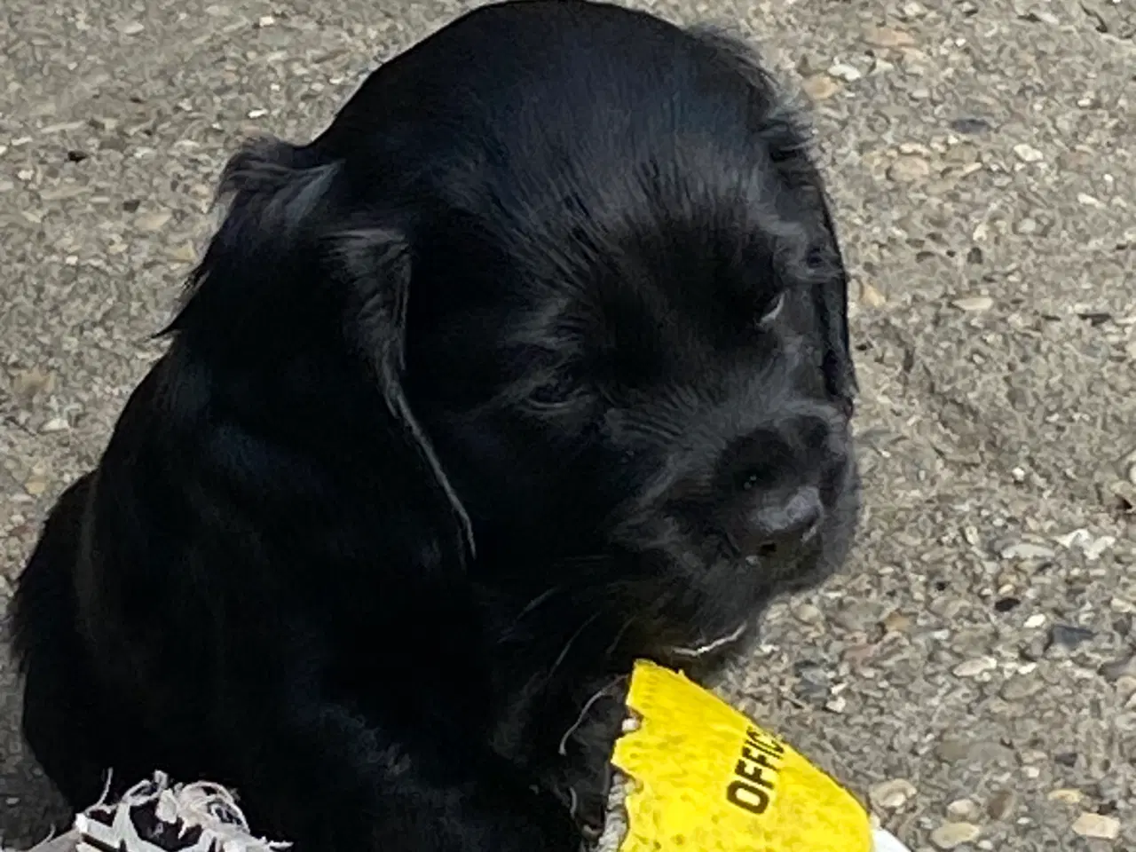 Billede 11 - Smukke cockerspaniel hvalpe