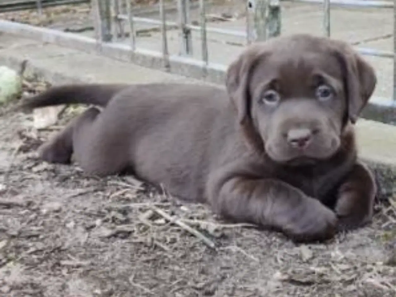 Billede 8 - Brun labrador 