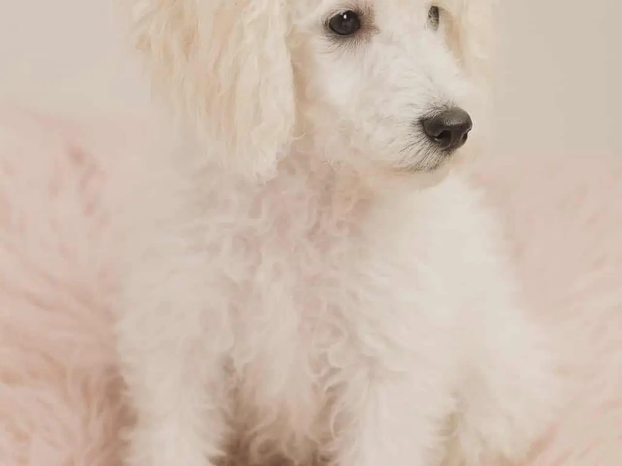 Billede 2 - Puddel blandingen 