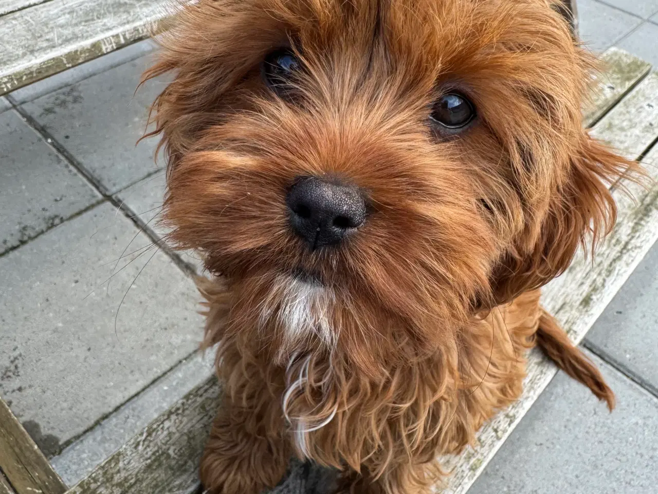 Billede 1 - Cavapoo  