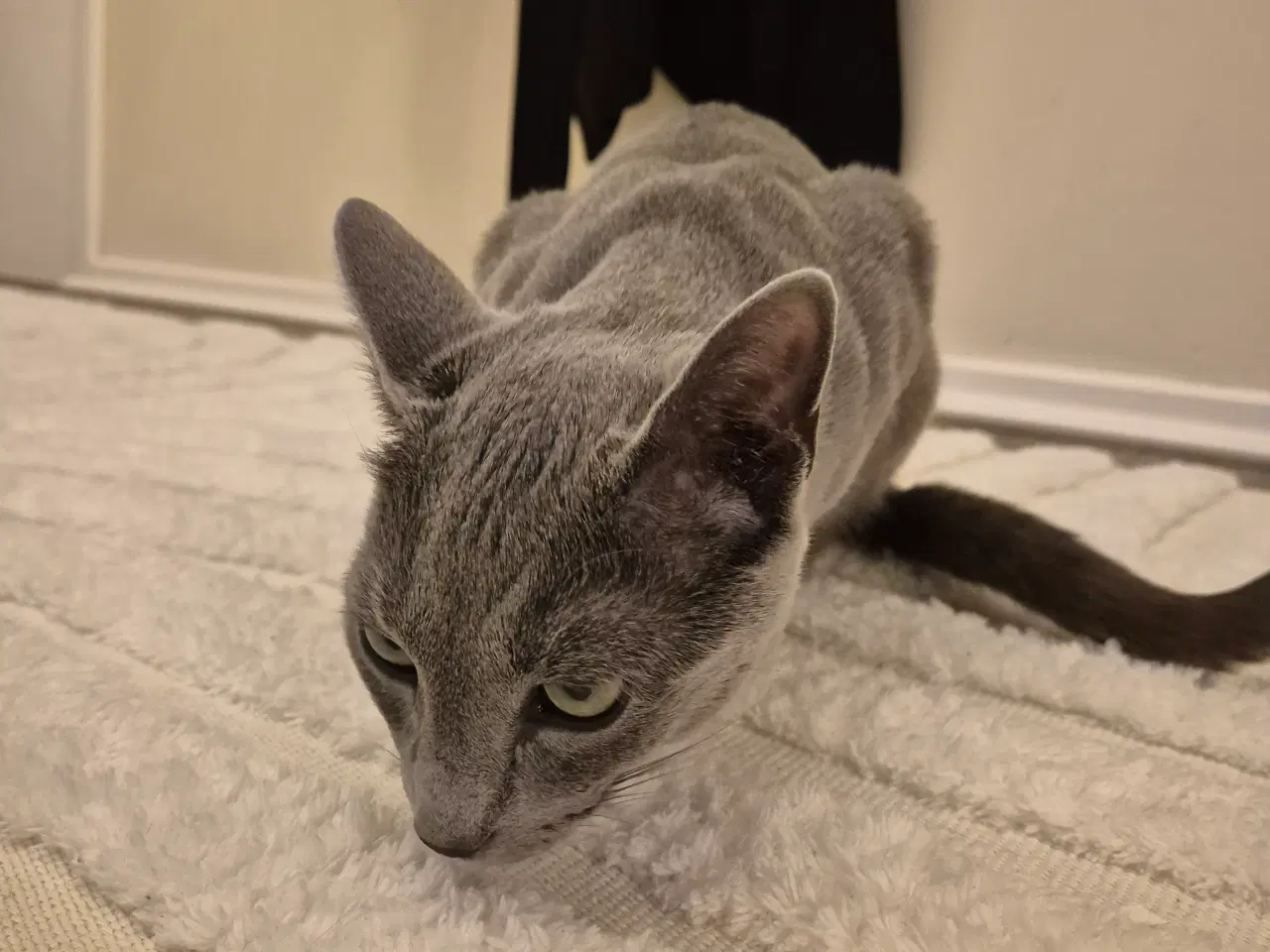 Billede 6 - Russian Blue hankat 