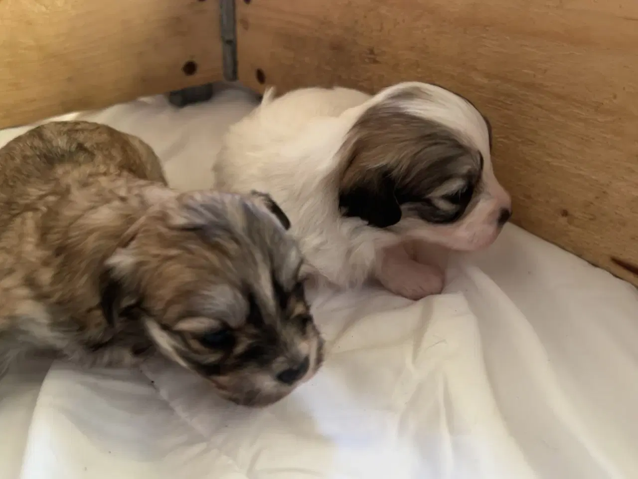 Billede 6 - Små allergivenlige og ikke fældende hundehvalpe