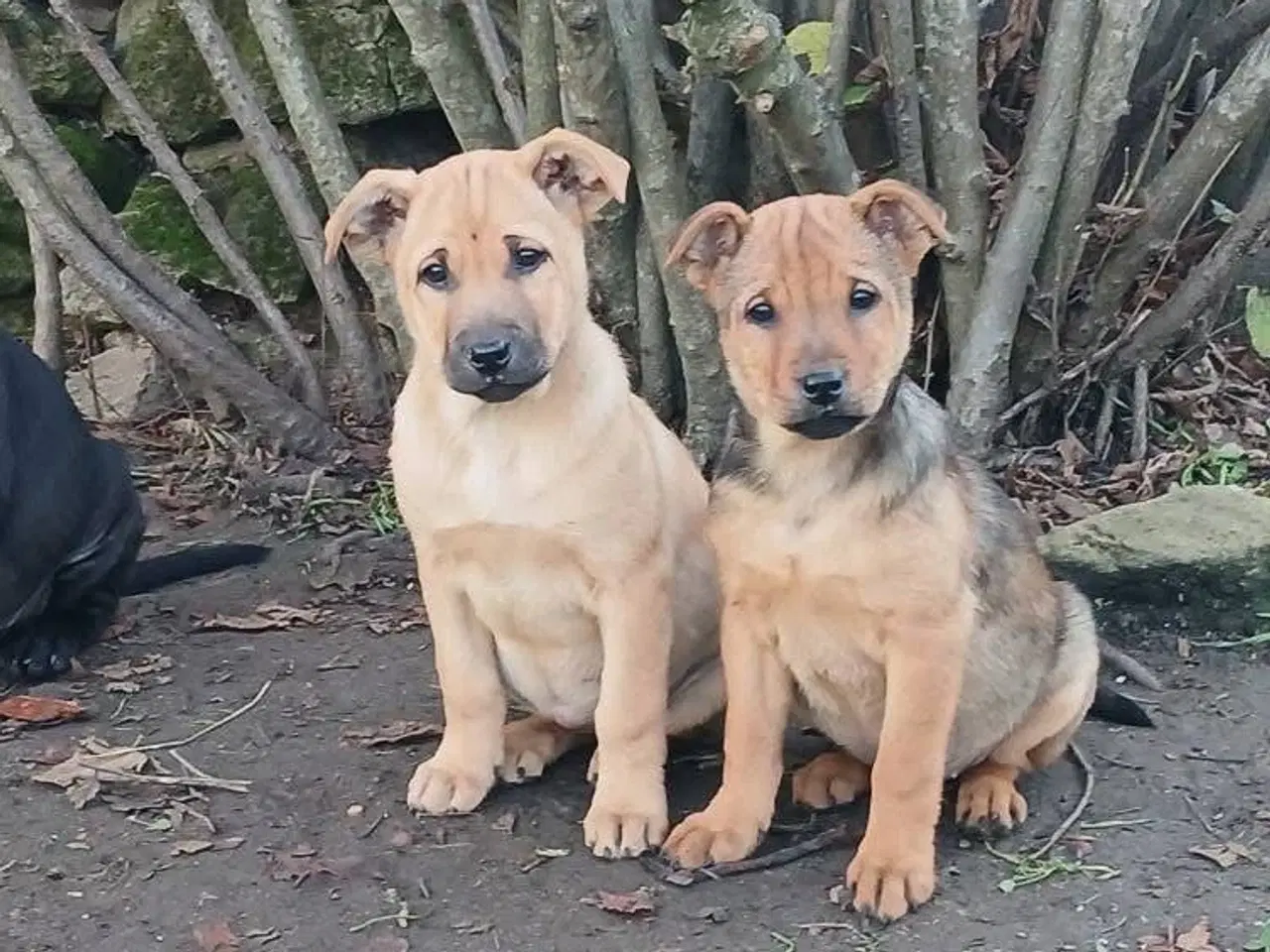 Billede 3 - Lille Smilla leder efter sin 4-ever familie