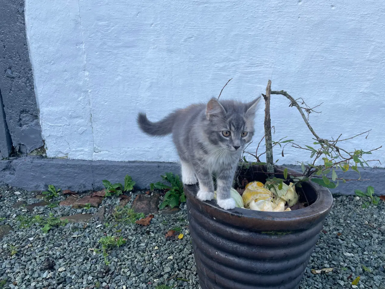 Billede 2 - Kattekillinge blanding af huskat og norsk skovkat