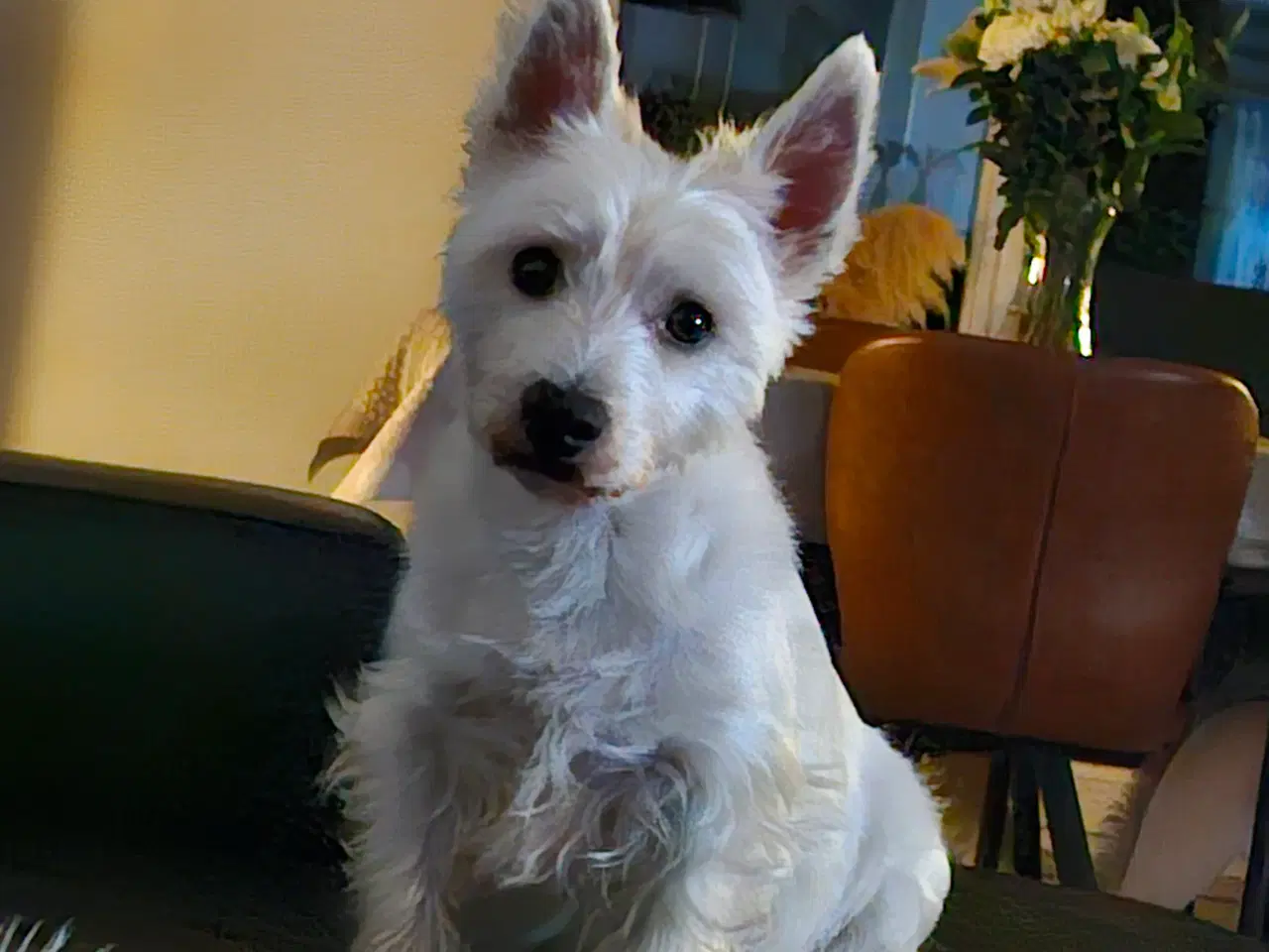 Billede 4 - Westie hvalpe 