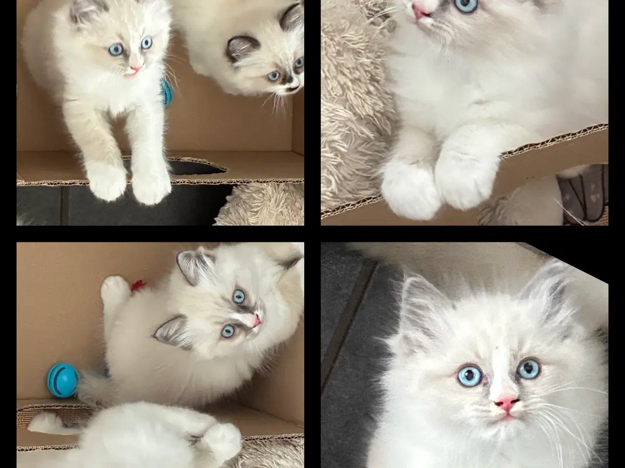 Billede 1 - Utrolig smuk Ragdoll