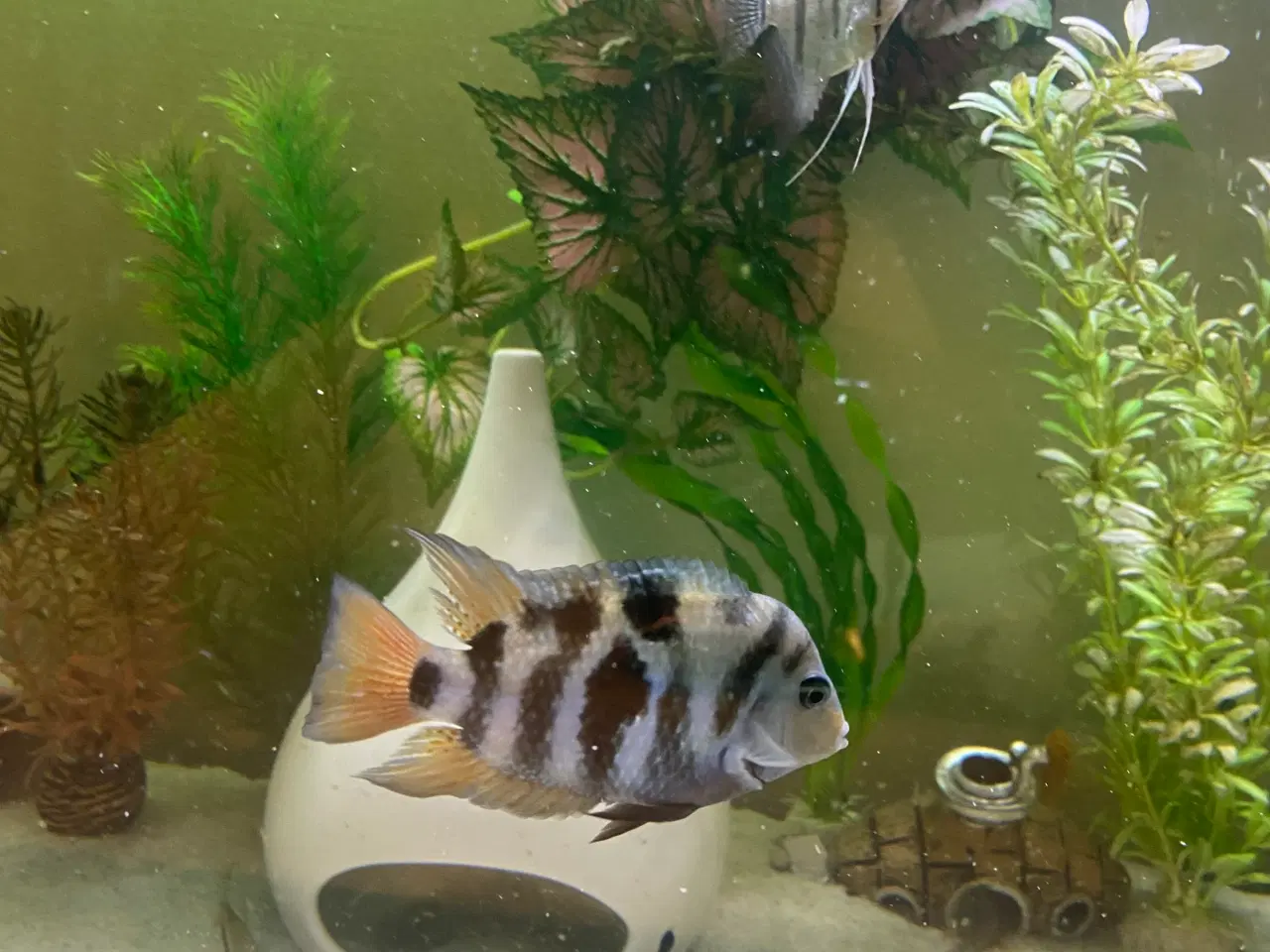 Billede 1 - Søger denne fisk