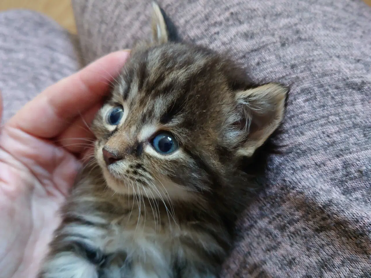 Billede 13 - Maine coon killing Far med tavle