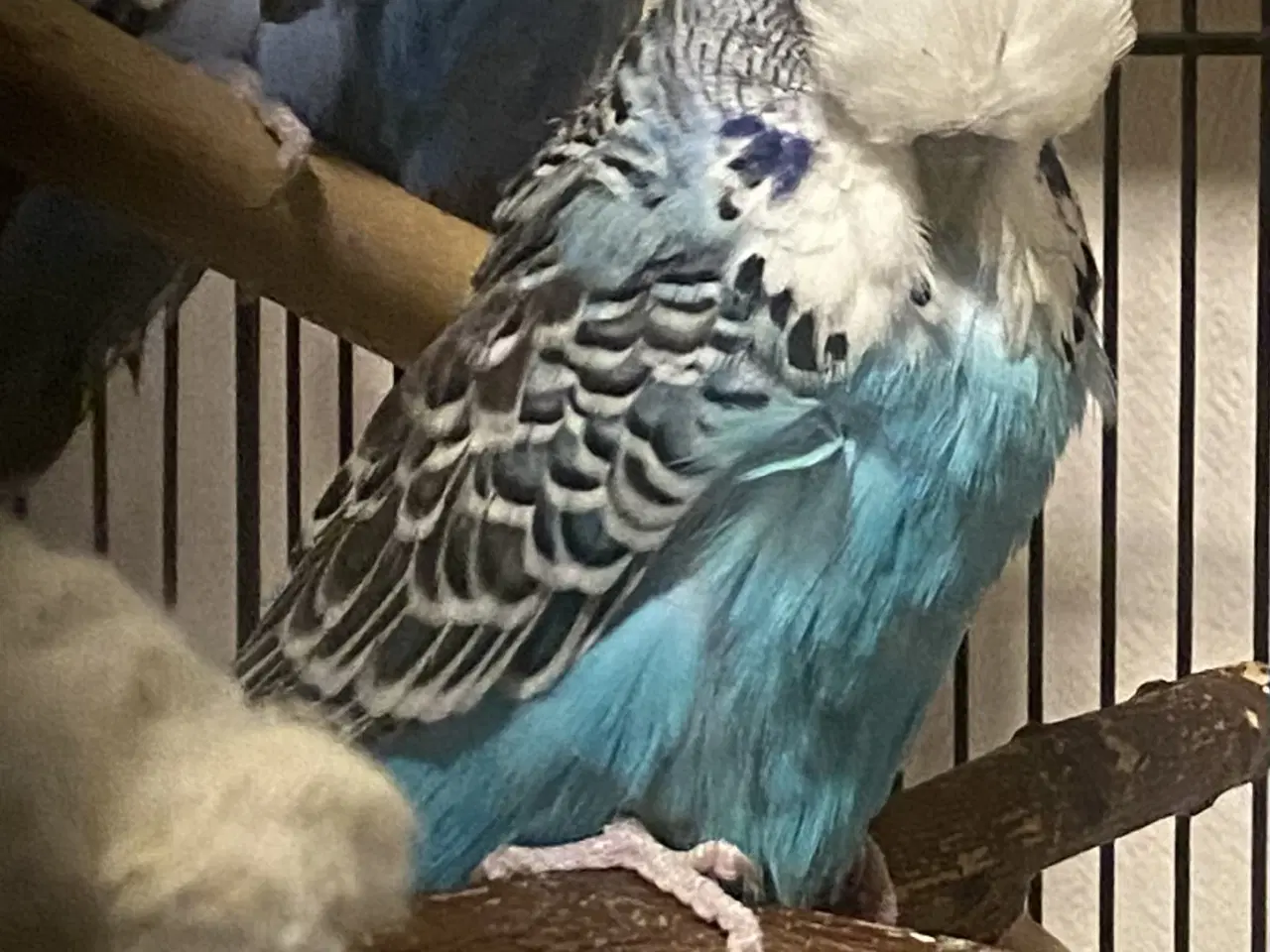 Billede 4 - Ung engelsk undulat