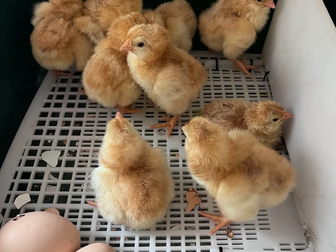 Billede 1 - Dag gamle kyllinger. 