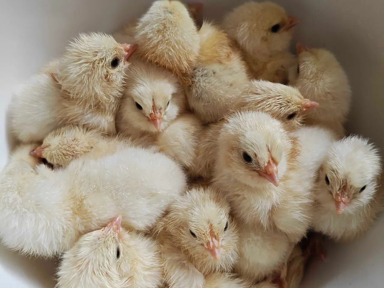 Billede 4 - Skrukhøne med æg- få dine egne nyklækkede kylinger