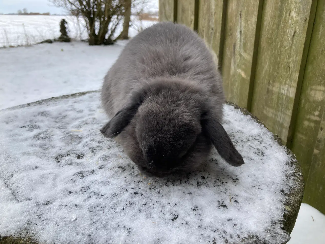 Billede 3 - Micro lille Minilop dreng søger nyt hjem