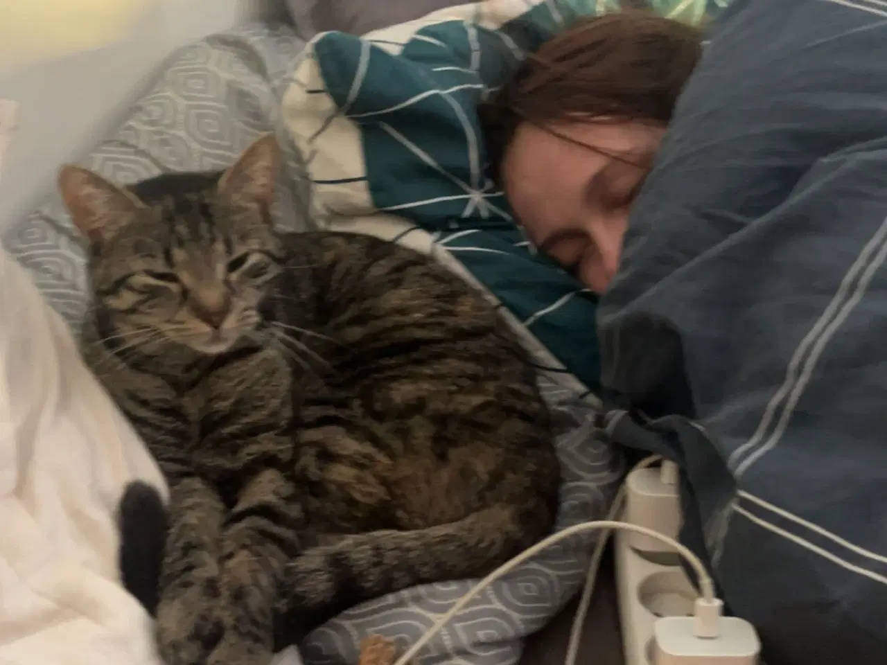 Billede 2 - Hun katte