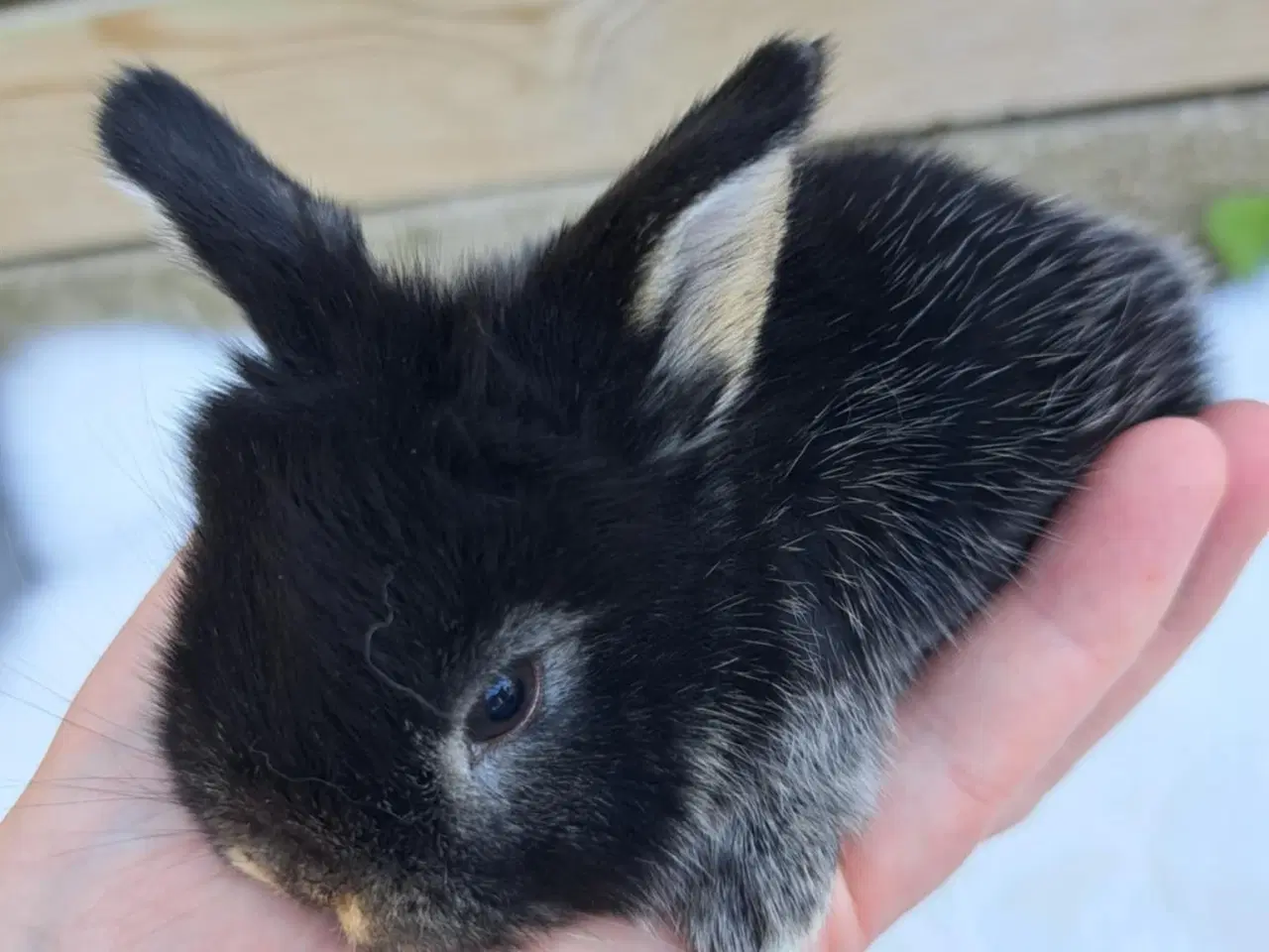 Billede 4 - Minilop, 0 år