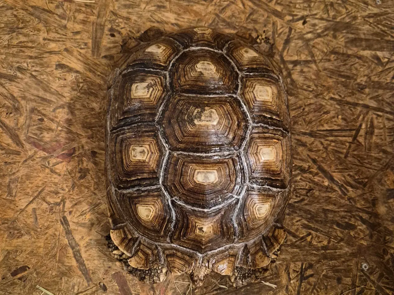 Billede 2 - Afrikansk sporeskildpadde 