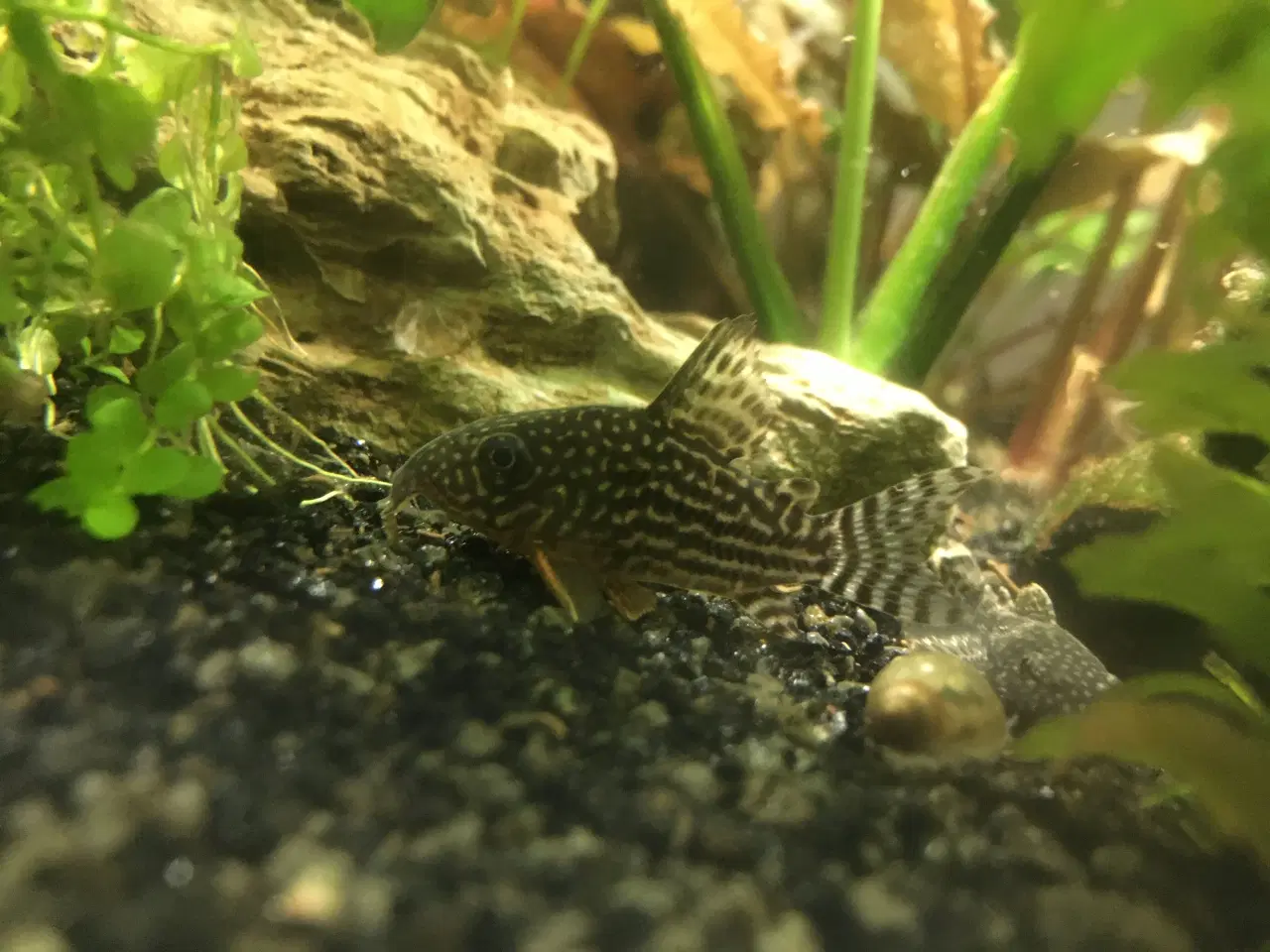 Billede 7 - Sommerfugle cichlide