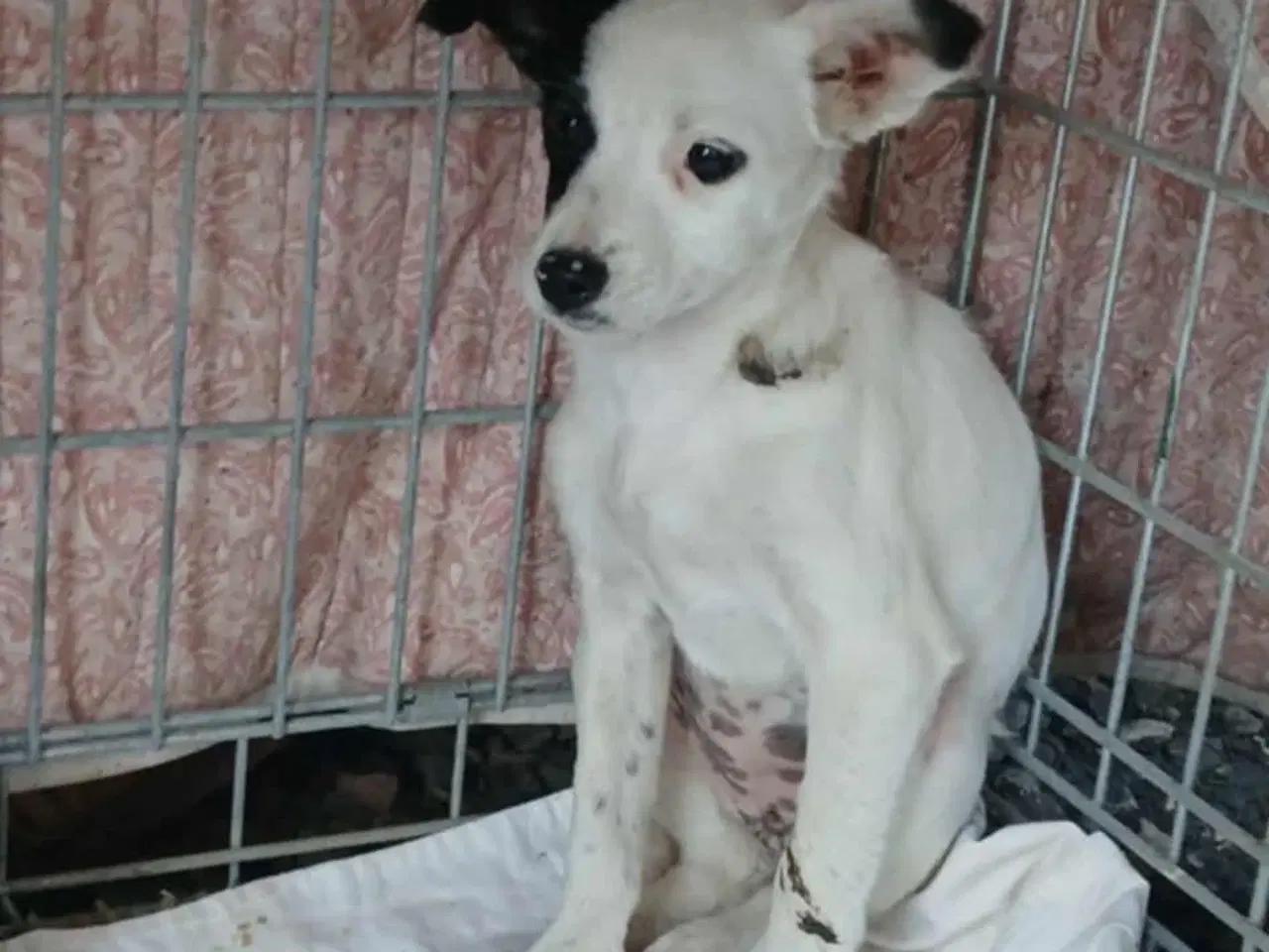 Billede 7 - Smukke Lykke leder efter nyt hjem