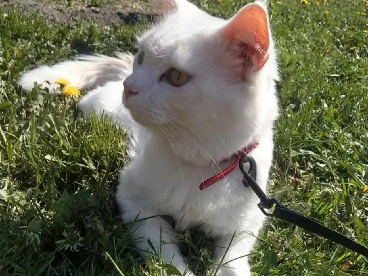 Billede 9 - To Maine Coon, blandings killinger 🐈