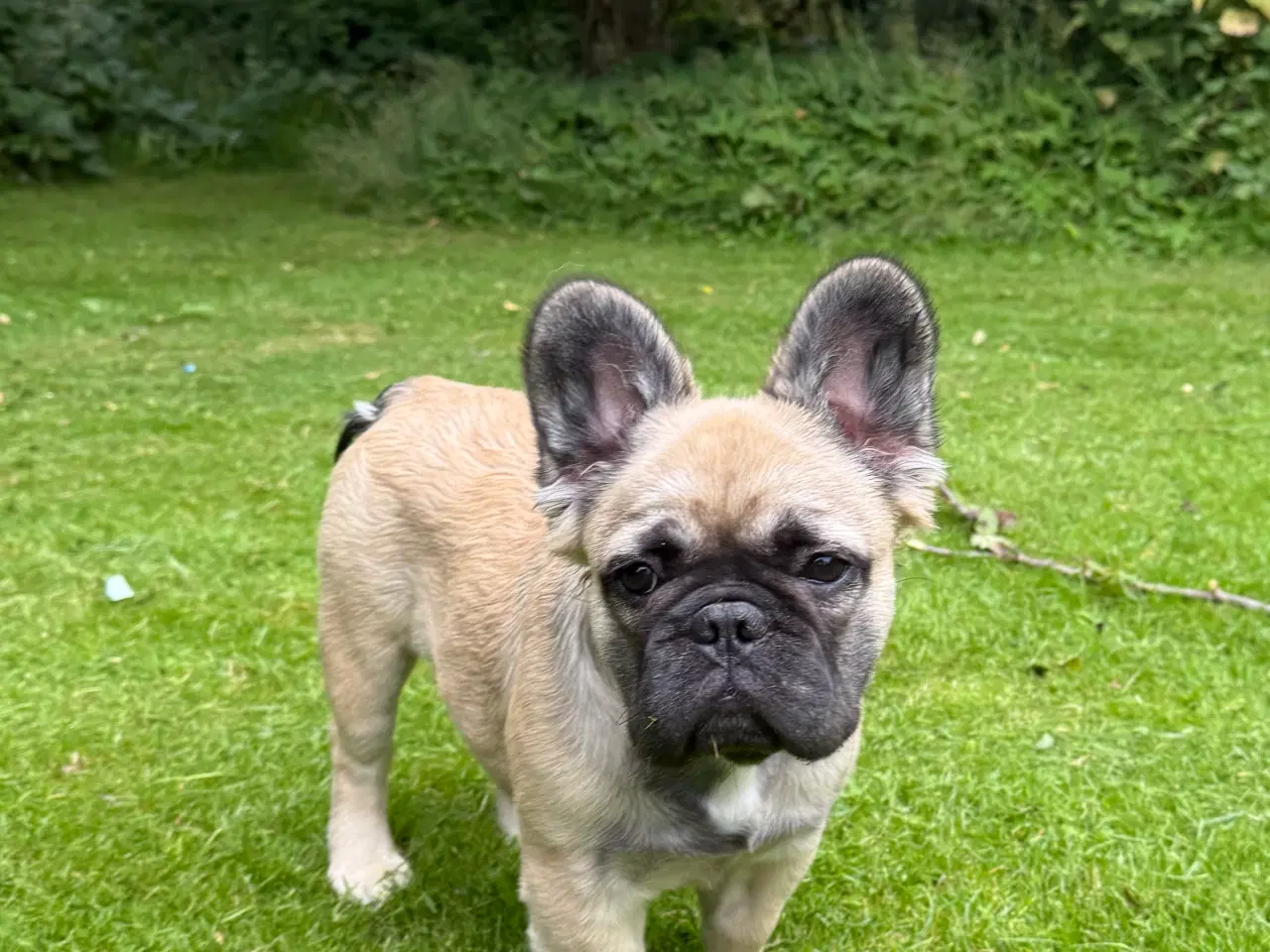 Billede 1 - Fransk bulldog 