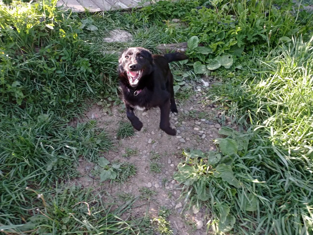 Billede 3 - Negra - super glad lille kærlig pige