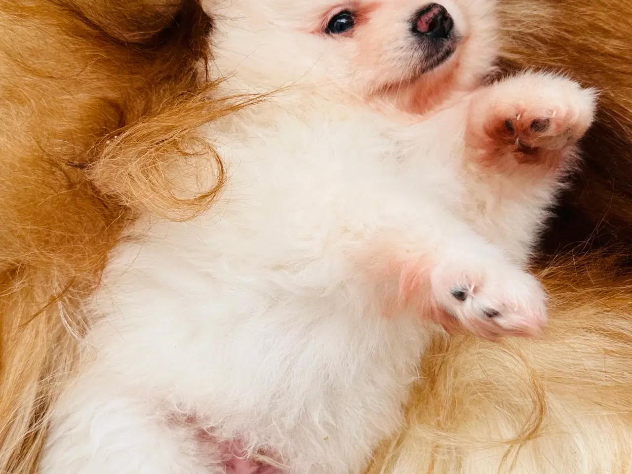 Billede 5 - Pomeranian 