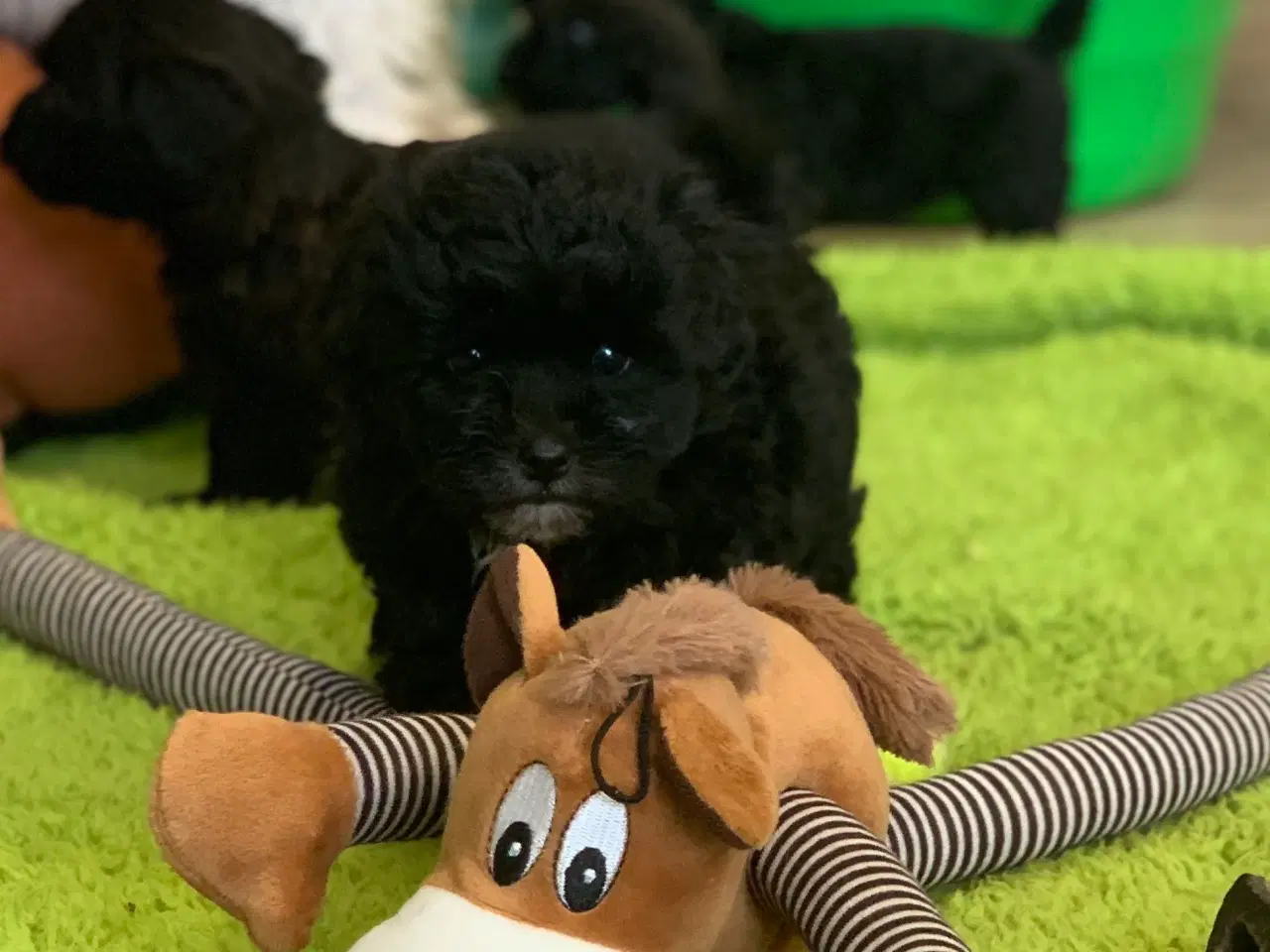Billede 19 - Mini Maltipoo babyer 