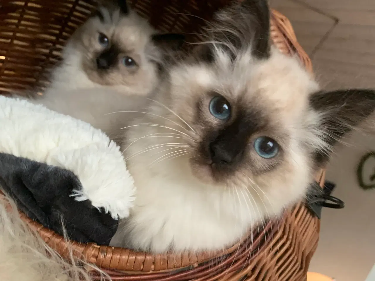 Billede 7 - Ragdoll killing- søde familievenner