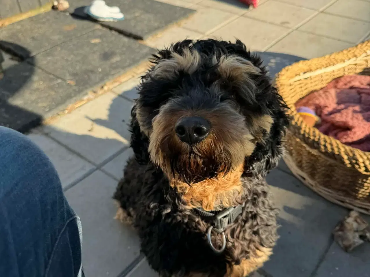 Billede 3 - 🐾 Balder søger sit nye for-ever hjem 🐾
