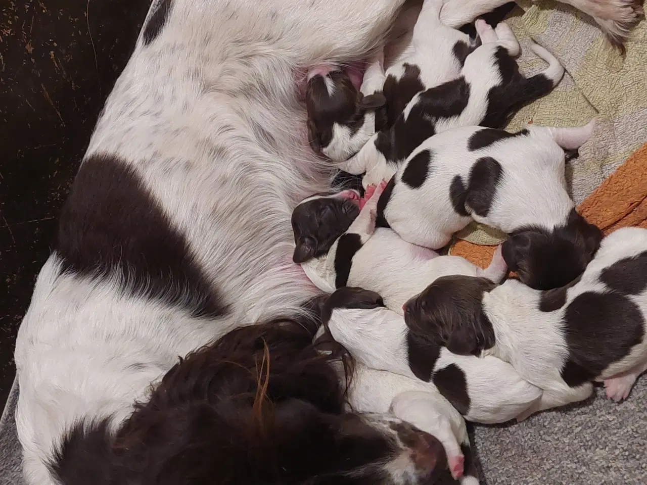 Billede 7 - Kleiner Münsterländer og Springer Spaniel hvalpe