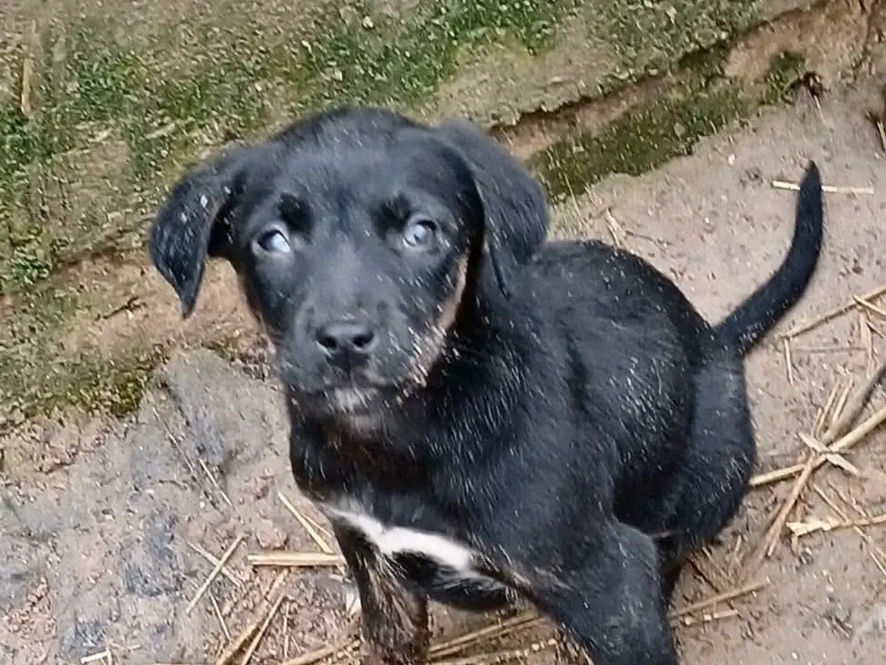 Billede 2 - Lille søde Grace leder efter sin helt egen familie