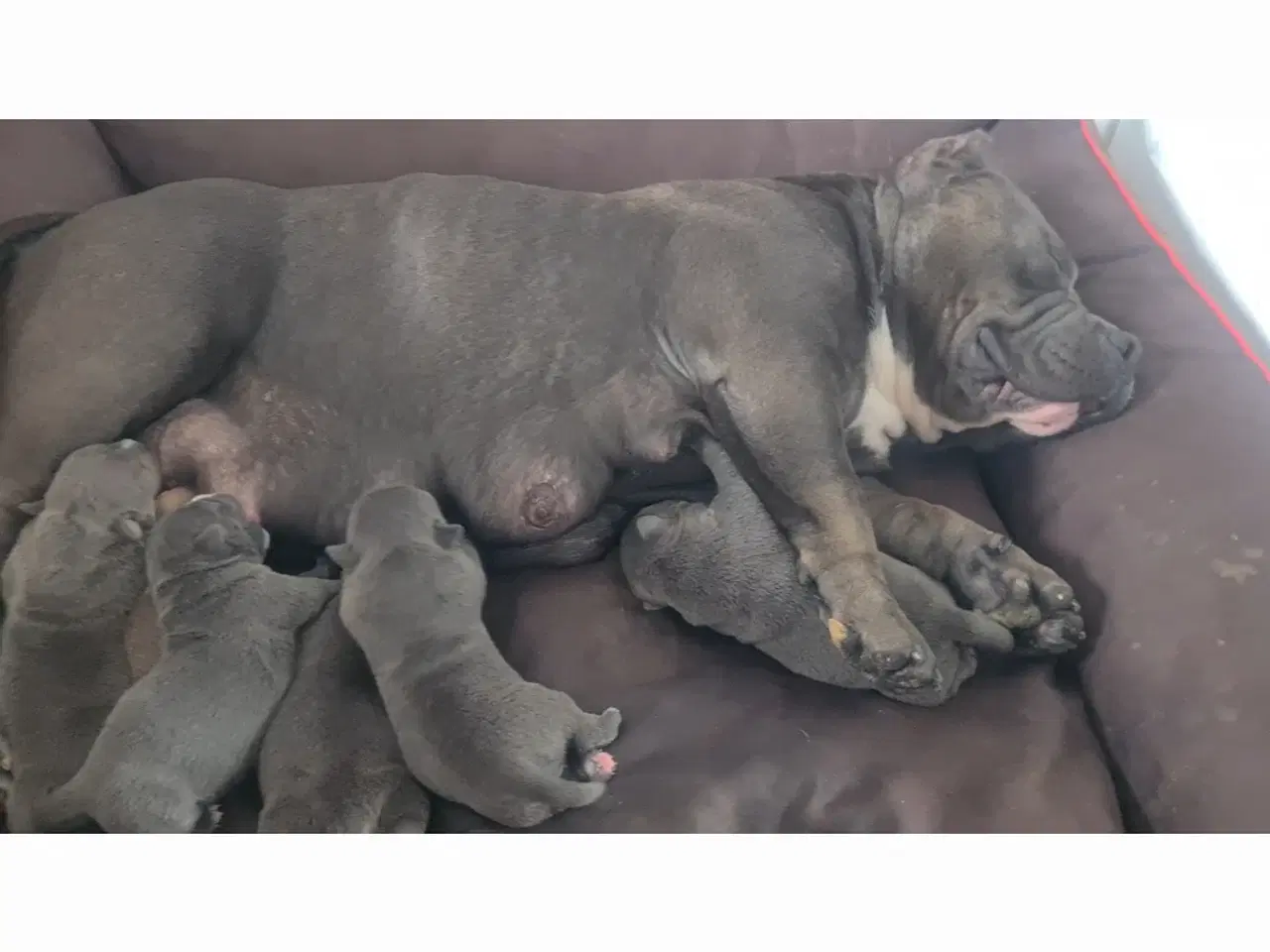 Billede 2 - Hvalpe American Bully Pocket 