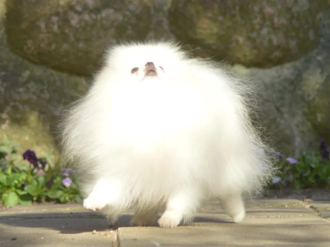 Billede 5 - Smuk Pomeranian tilbydes Avl