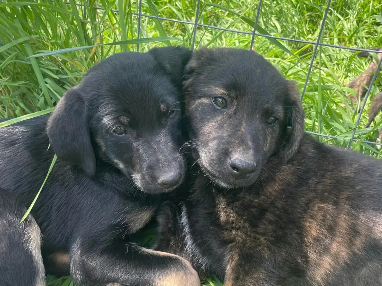 Billede 7 - Kira søger sin egen familie❤️