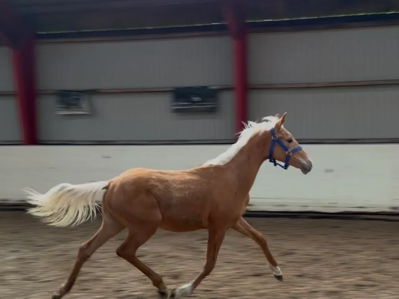 Billede 3 - Smuk palomino plag