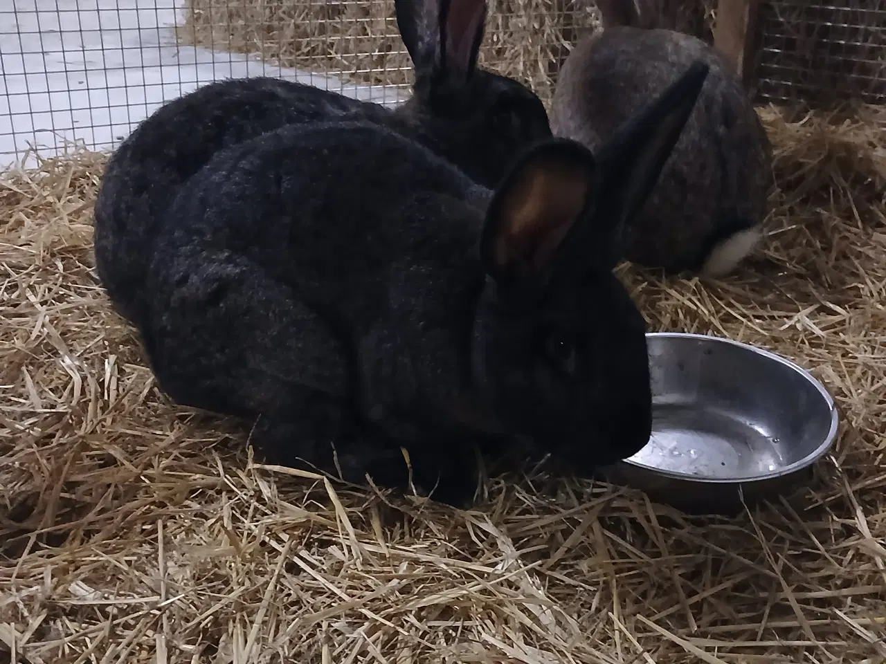 Billede 1 - 4 kanin søger nyt hjem 