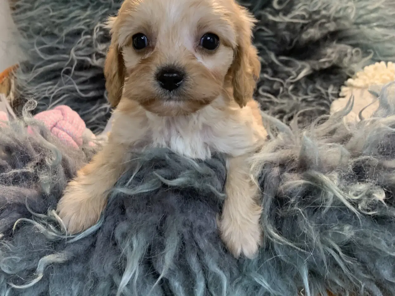 Billede 16 - Mini cavapoo babyer F1