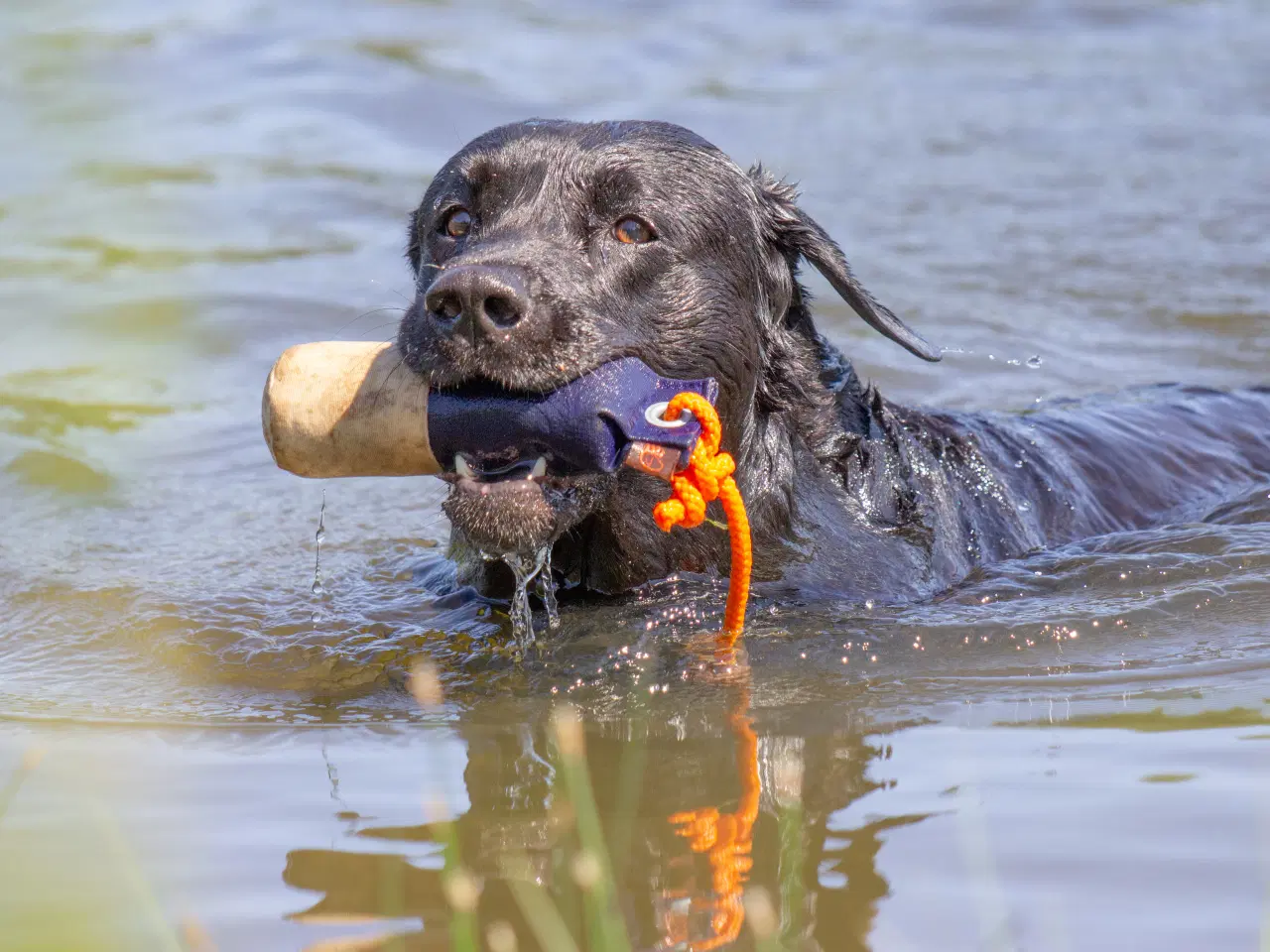 Billede 2 - Hanhund tilbydes til avl 