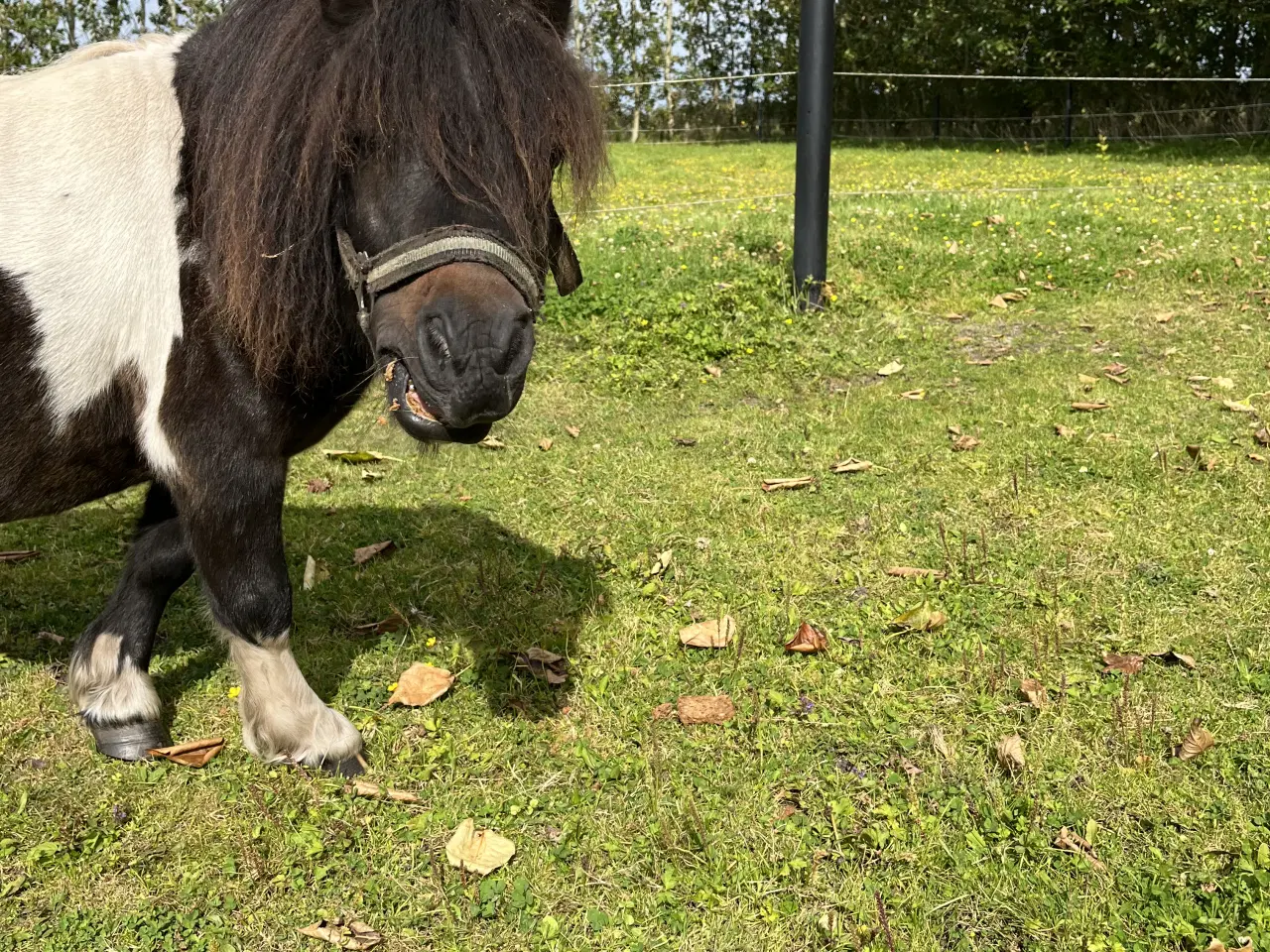 Billede 9 - Flot og virkelig sød shetter hoppe sælges