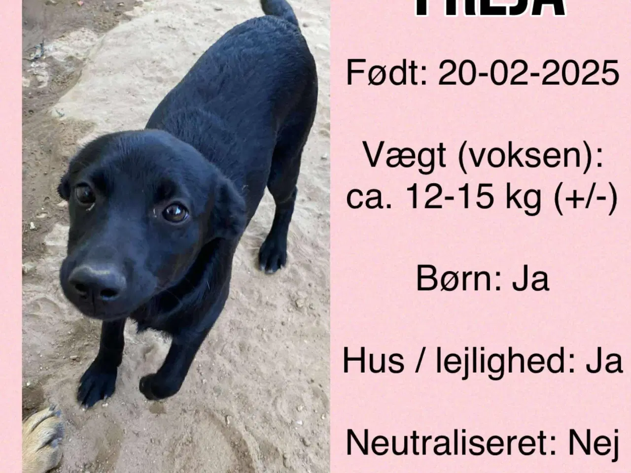 Billede 9 - Freja søger et kærligt hjem