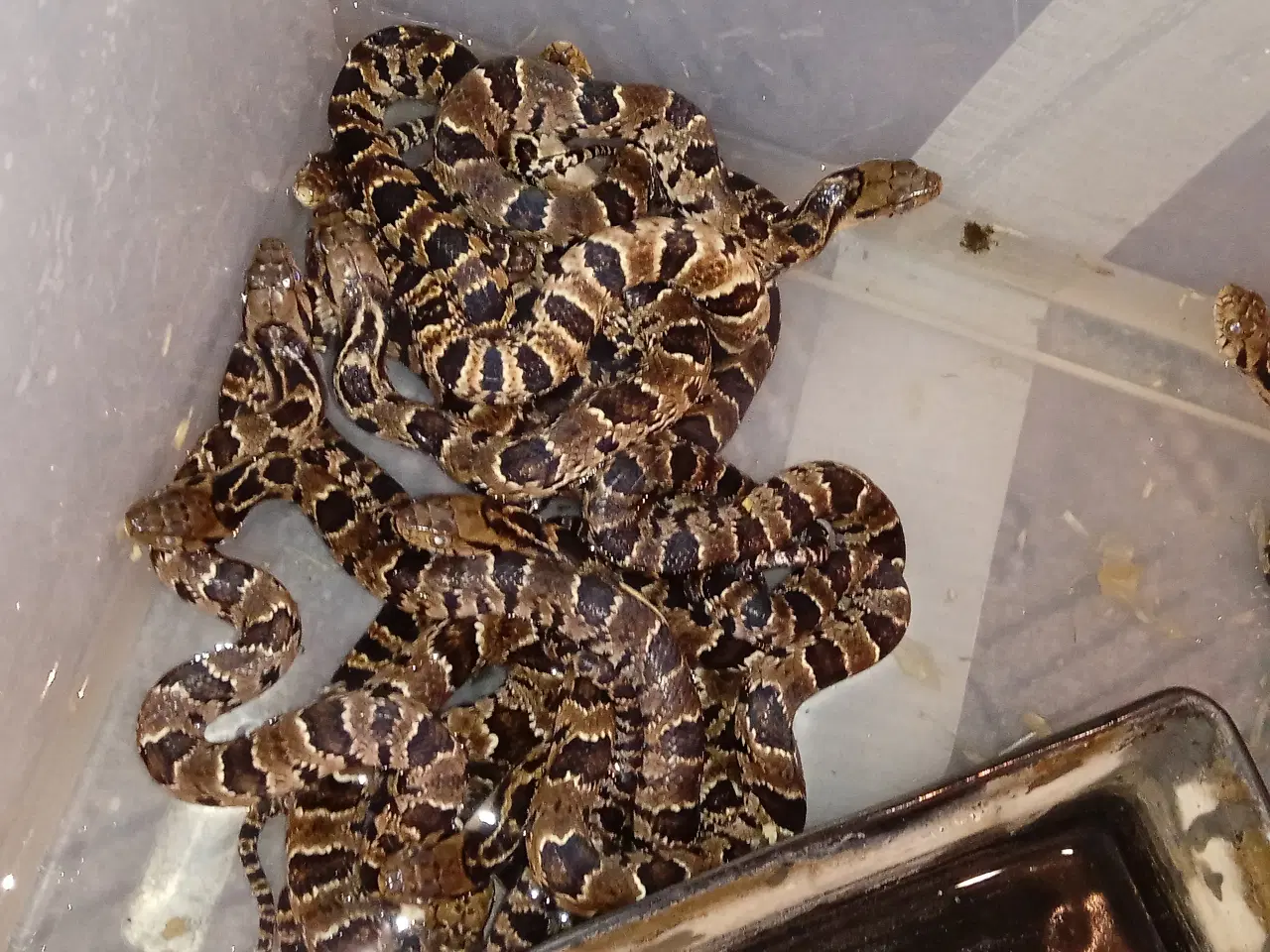Billede 1 - Falske vandkobra  (hydrdynstes gigas)