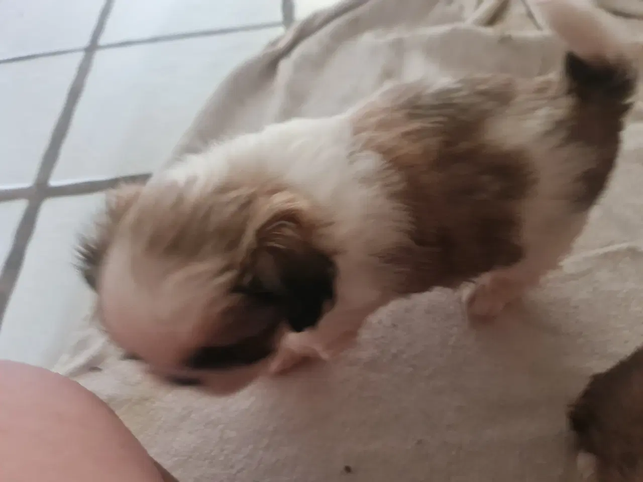 Billede 4 - En Pekingeser dreng tilbage