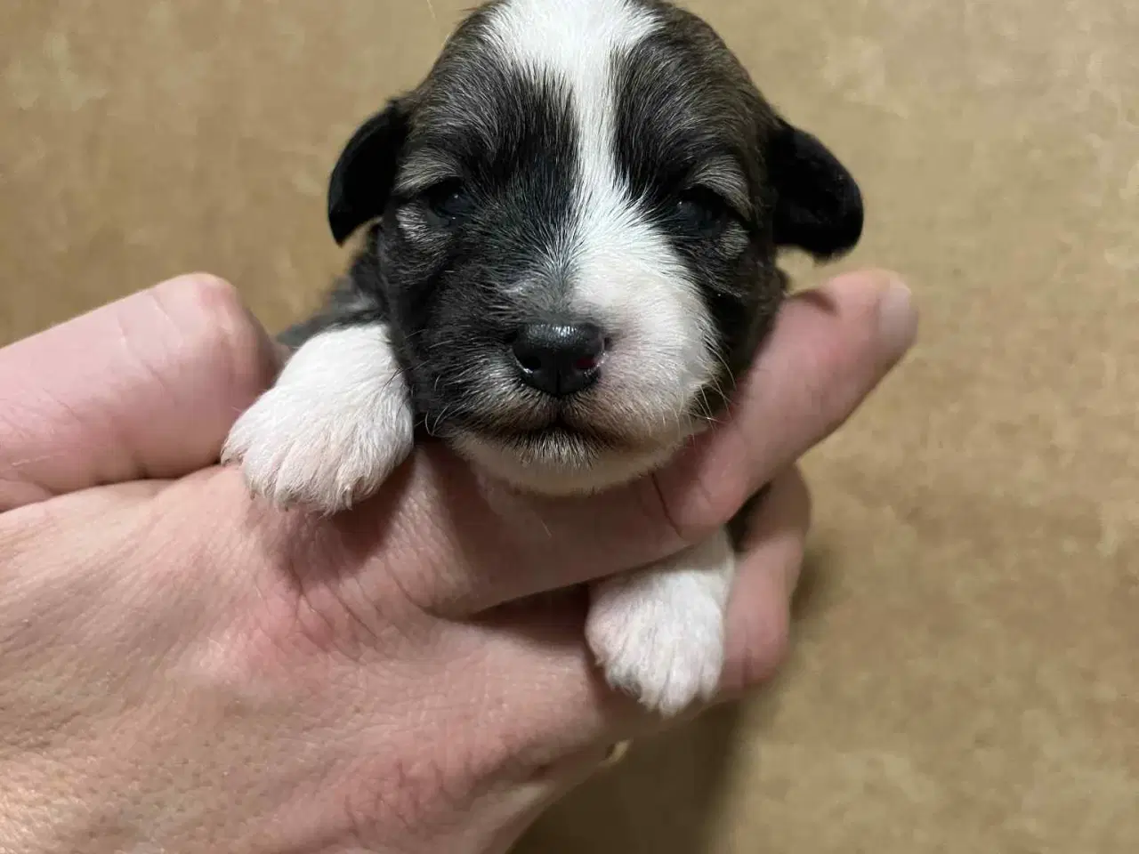 Billede 7 - Kun 2 lækre hanner tilbage. Små blandinger