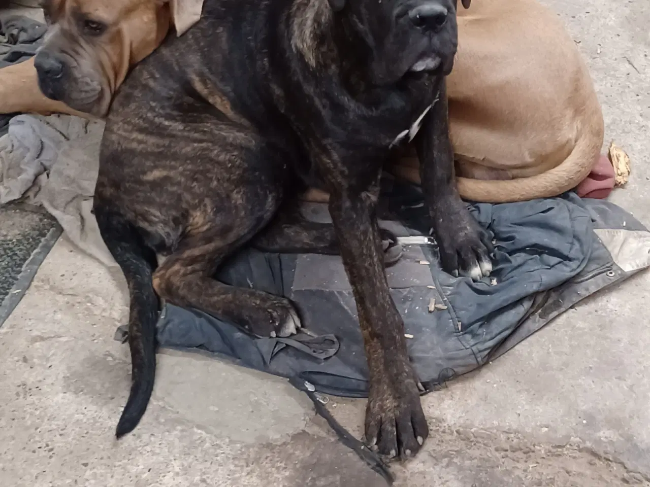 Billede 1 - Cane Corso Italiano hvalp sælges 