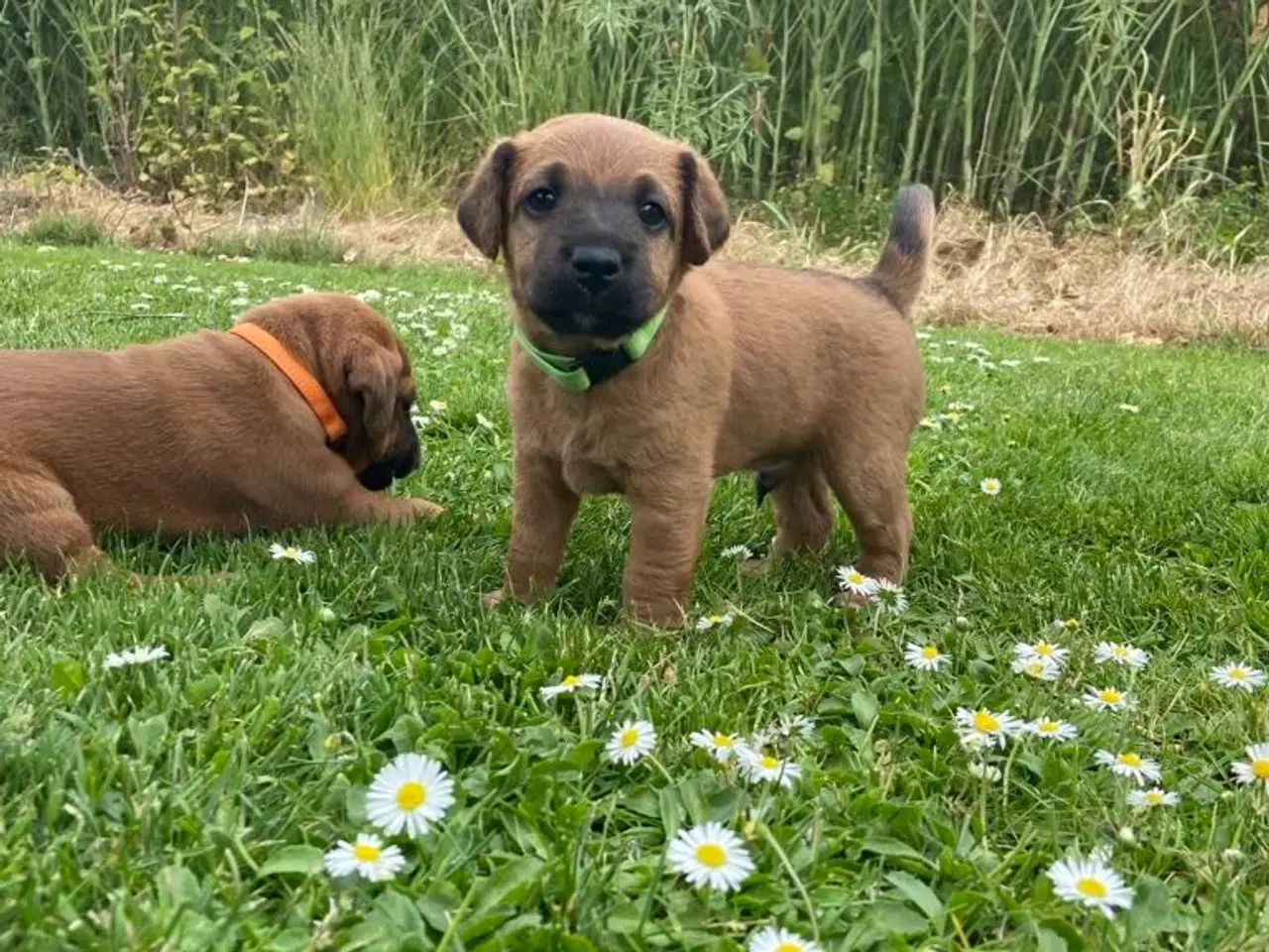 Billede 5 - Westfalen terrier kryds. 