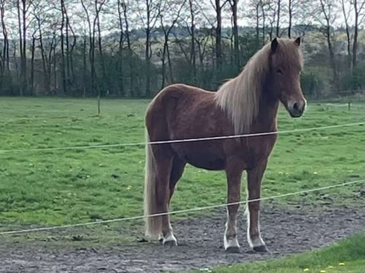 Billede 2 - Islænder vallak 3 år