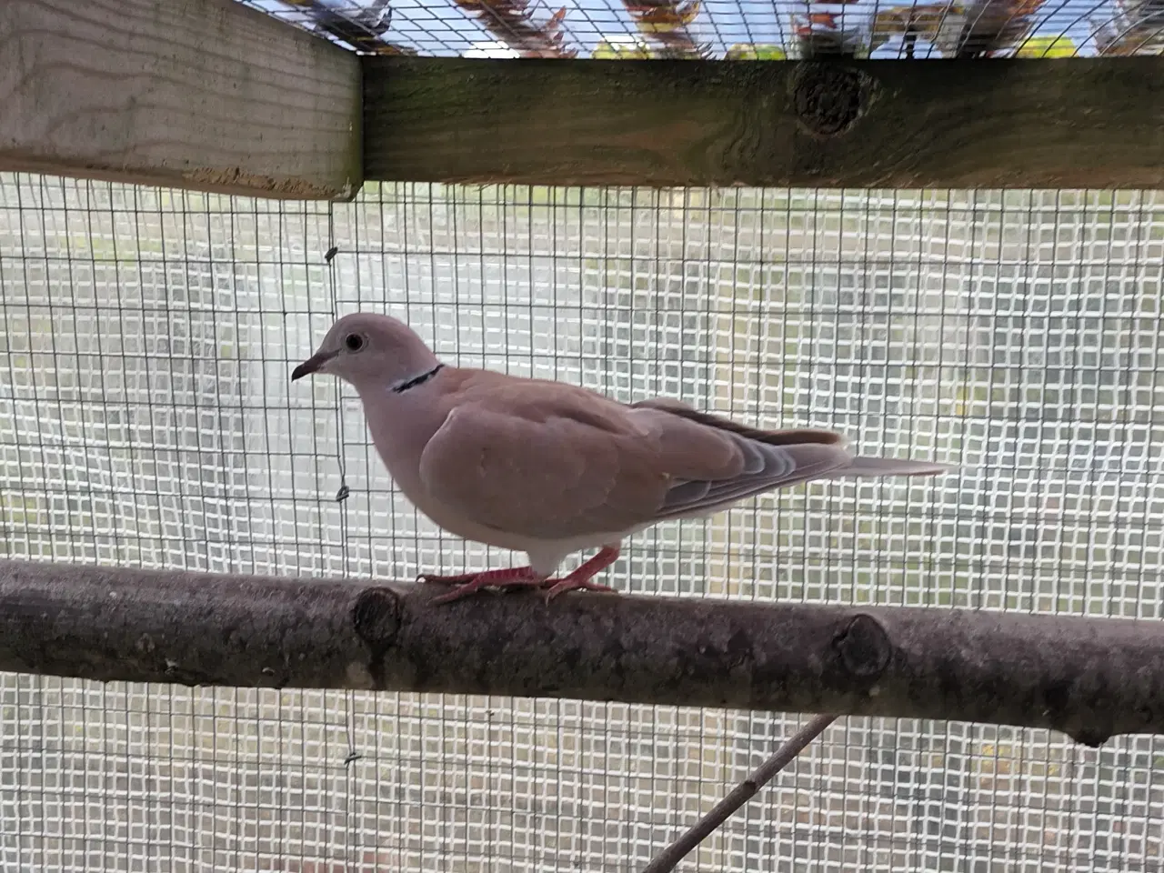 Billede 1 - Skoggerduer