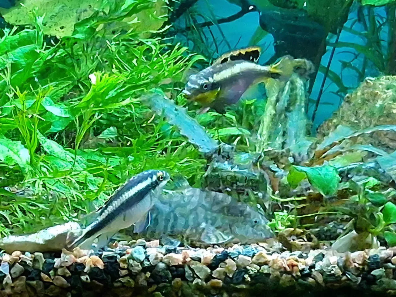 Billede 1 - Kribensis hun sælges/byttes til han