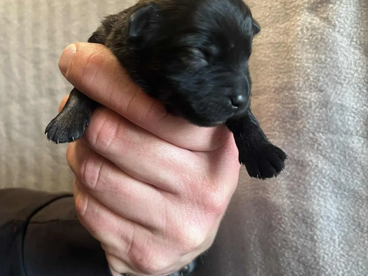 Billede 3 - 3 tilbage nu!  Små blandinger 