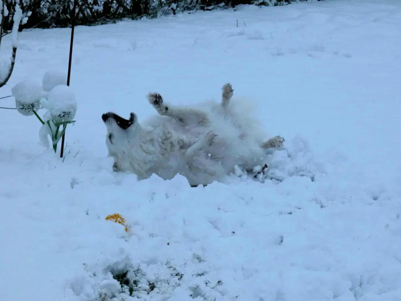 Billede 5 - Dansk spids tæve 2 år