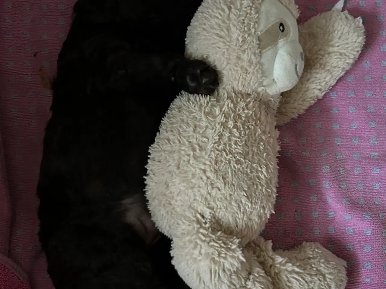 Billede 1 - Hundehvalp Cockerpoo 5 uger 